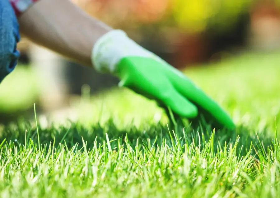 Mano con guante de jardinería sobre césped cuidado